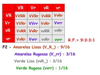 VR Vr vR vr
VR
vR
Vr
vr
VVRR
vvrr
VVRr VvRR VvRr
VVRr VVrr VvRr Vvrr
VvRR VvRr vvRR vvRr
VvRr Vvrr vvRr R.F.= 9:3:3:1
F2 - Amarelas Lisas (V_R_) : 9/16
Amarelas Rugosas (V_rr) : 3/16
Verde Lisa (vvR_) : 3/16
Verde Rugosa (vvrr) : 1/16
 