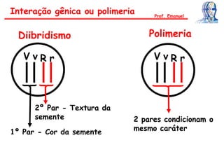 V v R r
1º Par - Cor da semente
2º Par - Textura da
semente
V v R r
2 pares condicionam o
mesmo caráter
Diibridismo Polimeria
Interação gênica ou polimeria Prof. Emanuel
 