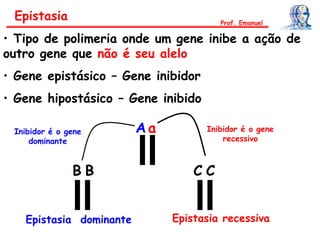 • Tipo de polimeria onde um gene inibe a ação de
outro gene que não é seu alelo
• Gene epistásico – Gene inibidor
• Gene hipostásico – Gene inibido
A a
C CB B
Epistasia recessivaEpistasia dominante
Epistasia Prof. Emanuel
Inibidor é o gene
dominante
Inibidor é o gene
recessivo
 