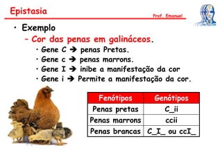• Exemplo
– Cor das penas em galináceos.
• Gene C  penas Pretas.
• Gene c  penas marrons.
• Gene I  inibe a manifestação da cor
• Gene i  Permite a manifestação da cor.
Fenótipos Genótipos
Penas pretas C_ii
Penas marrons ccii
Penas brancas C_I_ ou ccI_
Epistasia Prof. Emanuel
 