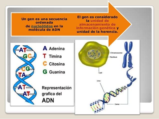 BASES CROMOSÓMICAS DE LA HERENCIA por Vanessa Jacome
