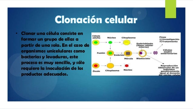 TIPOS DE CLONACION