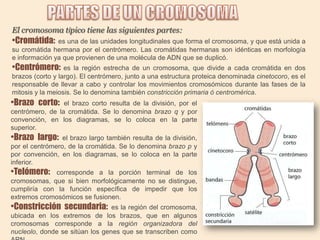 El cromosoma típico tiene las siguientes partes:

•Cromátida:

es una de las unidades longitudinales que forma el cromosoma, y que está unida a
su cromátida hermana por el centrómero. Las cromátidas hermanas son idénticas en morfología
e información ya que provienen de una molécula de ADN que se duplicó.

•Centrómero:

es la región estrecha de un cromosoma, que divide a cada cromátida en dos
brazos (corto y largo). El centrómero, junto a una estructura proteica denominada cinetocoro, es el
responsable de llevar a cabo y controlar los movimientos cromosómicos durante las fases de la
mitosis y la meiosis. Se lo denomina también constricción primaria ó centromérica.

•Brazo corto:

el brazo corto resulta de la división, por el
centrómero, de la cromátida. Se lo denomina brazo q y por
convención, en los diagramas, se lo coloca en la parte
superior.

•Brazo largo:

el brazo largo también resulta de la división,
por el centrómero, de la cromátida. Se lo denomina brazo p y
por convención, en los diagramas, se lo coloca en la parte
inferior.

•Telómero:

corresponde a la porción terminal de los
cromosomas, que si bien morfológicamente no se distingue,
cumpliría con la función específica de impedir que los
extremos cromosómicos se fusionen.

•Constricción secundaria:

es la región del cromosoma,
ubicada en los extremos de los brazos, que en algunos
cromosomas corresponde a la región organizadora del
nucleolo, donde se sitúan los genes que se transcriben como

 