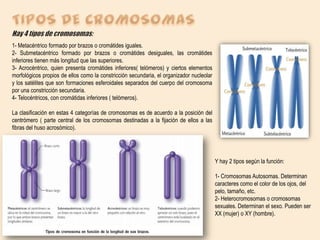 1- Metacéntrico formado por brazos o cromátides iguales.
2- Submetacéntrico formado por brazos o cromátides desiguales, las cromátides
inferiores tienen más longitud que las superiores.
3- Acrocéntrico, quien presenta cromátides inferiores( telómeros) y ciertos elementos
morfológicos propios de ellos como la constricción secundaria, el organizador nucleolar
y los satélites que son formaciones esferoidales separados del cuerpo del cromosoma
por una constricción secundaria.
4- Telocéntricos, con cromátidas inferiores ( telómeros).
La clasificación en estas 4 categorías de cromosomas es de acuerdo a la posición del
centrómero ( parte central de los cromosomas destinadas a la fijación de ellos a las
fibras del huso acrosómico).

Y hay 2 tipos según la función:

1- Cromosomas Autosomas. Determinan
caracteres como el color de los ojos, del
pelo, tamaño, etc.
2- Heterocromosomas o cromosomas
sexuales. Determinan el sexo. Pueden ser
XX (mujer) o XY (hombre).

 