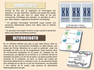 Cuando se dice que un organismo es homocigoto con
respecto a un gen específico, significa que posee dos copias
idénticas de ese gen para un rasgo dado en los dos
cromosomas homólogos (por ejemplo, un genotipo es AA o
aa). Tales células u organismos se llaman homocigotas.
* Un genotipo homocigoto dominante surge cuando una
secuencia determinada abarca dos alelos para el atributo
dominante.
* Un genotipo homocigoto recesivo surge cuando la secuencia
abarca dos alelos del atributo recesivo.

Es un individuo diploide que para un gen dado (locus), tiene en
cada uno de dos cromosomas homólogos un alelo distinto, que
posee dos formas diferentes de un gen en particular; cada una
heredada de cada uno de los progenitores. Cada persona tiene
46 cromosomas agrupados en 23 pares. En cualquier par de
cromosomas, por ejemplo en el número 4, un miembro del par es
heredado del padre y el otro de la madre. Los genes pueden tener
variantes en la población, es decir, el mismo gen puede ser
levemente diferente de un individuo a otro. Si una persona hereda
dos variantes de un gen en un par de cromosomas, uno del padre
y otro distinto de la madre, esta persona se denominará
heterocigota para ese gen.

 