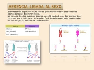 El cromosoma X es portador de una serie de genes responsables de otros caracteres
además de los que determinan el sexo.
La herencia de estos caracteres decimos que está ligada al sexo. Dos ejemplos bien
conocidos son: el daltonismo y la hemofilia. En el siguiente cuadro están representados
los distintos genotipos en relación con la hemofilia.
Mujeres

Hombres

XX (Sana)

XY Sano

XXh (Portadora)

XhY Hemofílico

XhXh (Hemofílica)

 