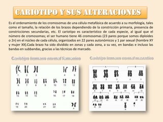 Es el ordenamiento de los cromosomas de una célula metafásica de acuerdo a su morfología, tales
como el tamaño, la relación de los brazos dependiendo de la constricción primaria, presencia de
constricciones secundarias, etc. El cariotipo es característico de cada especie, al igual que el
número de cromosomas; el ser humano tiene 46 cromosomas (23 pares porque somos diploides
o 2n) en el núcleo de cada célula, organizados en 22 pares autonómicos y 1 par sexual (hombre XY
y mujer XX).Cada brazo ha sido dividido en zonas y cada zona, a su vez, en bandas e incluso las
bandas en subbandas, gracias a las técnicas de marcado.

 