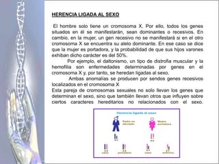 HERENCIA LIGADA AL SEXO
El hombre solo tiene un cromosoma X. Por ello, todos los genes
situados en él se manifestarán, sean dominantes o recesivos. En
cambio, en la mujer, un gen recesivo no se manifestará si en el otro
cromosoma X se encuentra su alelo dominante. En ese caso se dice
que la mujer es portadora, y la probabilidad de que sus hijos varones
exhiban dicho carácter es del 50%.
Por ejemplo, el daltonismo, un tipo de distrofia muscular y la
hemofilia son enfermedades determinadas por genes en el
cromosoma X y, por tanto, se heredan ligadas al sexo.
Ambas anomalías se producen por sendos genes recesivos
localizados en el cromosoma X
Esta pareja de cromosomas sexuales no solo llevan los genes que
determinan el sexo, sino que también llevan otros que influyen sobre
ciertos caracteres hereditarios no relacionados con el sexo.
 