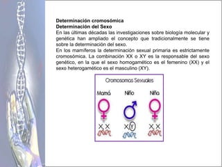 Determinación cromosómica
Determinación del Sexo
En las últimas décadas las investigaciones sobre biología molecular y
genética han ampliado el concepto que tradicionalmente se tiene
sobre la determinación del sexo.
En los mamíferos la determinación sexual primaria es estrictamente
cromosómica. La combinación XX o XY es la responsable del sexo
genético, en la que el sexo homogamético es el femenino (XX) y el
sexo heterogamético es el masculino (XY).
 