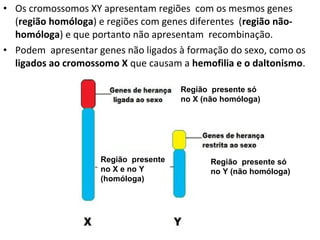 • Os cromossomos XY apresentam regiões com os mesmos genes
(região homóloga) e regiões com genes diferentes (região não-
homóloga) e que portanto não apresentam recombinação.
• Podem apresentar genes não ligados à formação do sexo, como os
ligados ao cromossomo X que causam a hemofilia e o daltonismo.
Região presente só
no X (não homóloga)
Região presente só
no Y (não homóloga)
Região presente
no X e no Y
(homóloga)
 