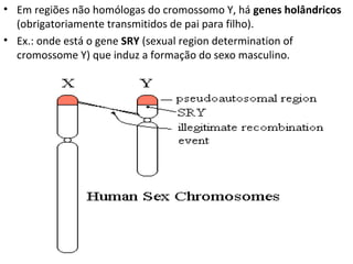 • Em regiões não homólogas do cromossomo Y, há genes holândricos
(obrigatoriamente transmitidos de pai para filho).
• Ex.: onde está o gene SRY (sexual region determination of
cromossome Y) que induz a formação do sexo masculino.
 