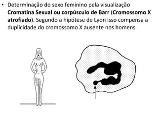 • Determinação do sexo feminino pela visualização
Cromatina Sexual ou corpúsculo de Barr (Cromossomo X
atrofiado). Segundo a hipótese de Lyon isso compensa a
duplicidade do cromossomo X ausente nos homens.
 