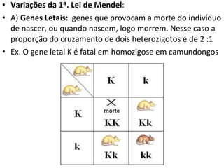 • Variações da 1ª. Lei de Mendel:
• A) Genes Letais: genes que provocam a morte do indivíduo
de nascer, ou quando nascem, logo morrem. Nesse caso a
proporção do cruzamento de dois heterozigotos é de 2 :1
• Ex. O gene letal K é fatal em homozigose em camundongos
 