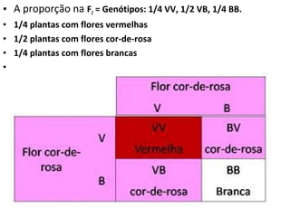 • A proporção na F2 = Genótipos: 1/4 VV, 1/2 VB, 1/4 BB.
• 1/4 plantas com flores vermelhas
• 1/2 plantas com flores cor-de-rosa
• 1/4 plantas com flores brancas
•
 