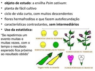 • objeto de estudo: a ervilha Psim sativum:
• planta de fácil cultivo
• ciclo de vida curto, com muitos descendentes
• flores hermafroditas e que fazem autofecundação
• características contrastantes, sem intermediários
• Uso da estatística:
“Se repetirmos um
evento muitas e
muitas vezes, com o
tempo o resultado
esperado fica próximo
ao resultado obtido”
 