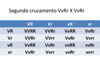 VR Vr vR vr
VR VVRR VVRr VvRR VvRr
Vr VVRr VVrr VvRr Vvrr
vR VvRR VvRr vvRR vvRr
vr VvRr Vvrr vvRr vvrr
Segundo cruzamento VvRr X VvRr
 