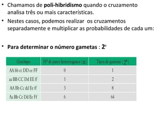 • Chamamos de poli-hibridismo quando o cruzamento
analisa três ou mais características.
• Nestes casos, podemos realizar os cruzamentos
separadamente e multiplicar as probabilidades de cada um:
• Para determinar o número gametas : 2n
 