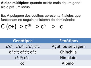 Genótipos Fenótipos
c+
c+
; c+
cch
; c+
ch
; c+
c Aguti ou selvagem
cch
cch
; cch
ch
; cch
c Chinchila
ch
ch
; ch
c Himalaio
cc Albino
Alelos múltiplos: quando existe mais de um gene
alelo pra um locus.
Ex. A pelagem dos coelhos apresenta 4 alelos que
funcionam no seguinte sistema de dominância:
C (c+) > cch
> ch
> c
 
