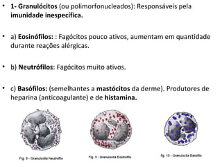 • 1- Granulócitos (ou polimorfonucleados): Responsáveis pela
imunidade inespecífica.
• a) Eosinófilos: : Fagócitos pouco ativos, aumentam em quantidade
durante reações alérgicas.
• b) Neutrófilos: Fagócitos muito ativos.
• c) Basófilos: (semelhantes a mastócitos da derme). Produtores de
heparina (anticoagulante) e de histamina.
 