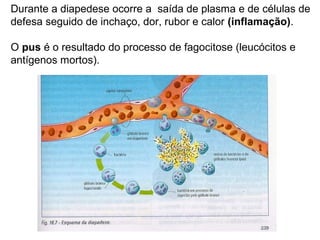 Durante a diapedese ocorre a saída de plasma e de células de
defesa seguido de inchaço, dor, rubor e calor (inflamação).
O pus é o resultado do processo de fagocitose (leucócitos e
antígenos mortos).
 