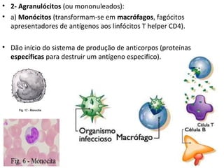 • 2- Agranulócitos (ou mononuleados):
• a) Monócitos (transformam-se em macrófagos, fagócitos
apresentadores de antígenos aos linfócitos T helper CD4).
• Dão início do sistema de produção de anticorpos (proteínas
específicas para destruir um antígeno especifico).
 