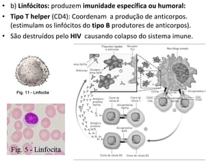 • b) Linfócitos: produzem imunidade específica ou humoral:
• Tipo T helper (CD4): Coordenam a produção de anticorpos.
(estimulam os linfócitos do tipo B produtores de anticorpos).
• São destruídos pelo HIV causando colapso do sistema imune.
 