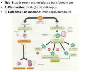 • Tipo B: após serem estimulados se transformam em
• A) Plasmócitos: produção de anticorpos.
• B) Linfócitos B de memória: Imunização duradoura
 