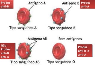 Produz
anti-B
Produz
anti-A
Produz
anti-A
Produz
anti-B e
anti-A
Produz
anti-B e
anti-A
Não
Produz
anti-B
anti-A
Não
Produz
anti-B
anti-A
 