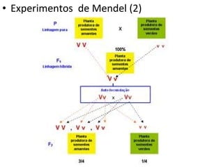 • Experimentos de Mendel (2)
 