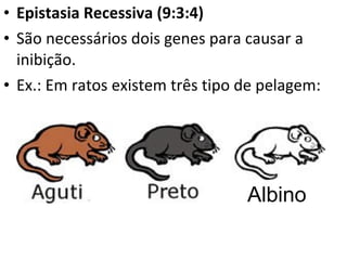 • Epistasia Recessiva (9:3:4)
• São necessários dois genes para causar a
inibição.
• Ex.: Em ratos existem três tipo de pelagem:
Albino
 