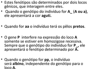• Estes fenótipos são determinados por dois locos
gênicos, que interagem entre eles.
• Quando o genótipo do indivíduo for A_ (A ou a),
ele apresentará a cor aguti.
• Quando for aa o indivíduo terá os pêlos pretos.
• O gene P interfere na expressão do loco A
somente se estiver em homozigose recessiva.
Sempre que o genótipo do indivíduo for P_, ele
apresentará o fenótipo determinado por A.
• Quando o genótipo for pp, o indivíduo
será albino, independente do genótipo para o
loco A.
 