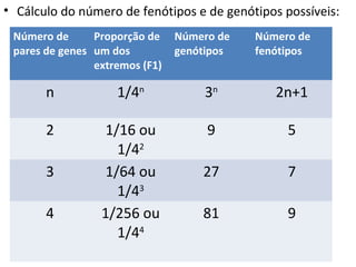 • Cálculo do número de fenótipos e de genótipos possíveis:
Número de
pares de genes
Proporção de
um dos
extremos (F1)
Número de
genótipos
Número de
fenótipos
n 1/4n
3n
2n+1
2 1/16 ou
1/42
9 5
3 1/64 ou
1/43
27 7
4 1/256 ou
1/44
81 9
 