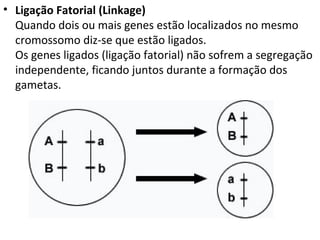 • Ligação Fatorial (Linkage)
Quando dois ou mais genes estão localizados no mesmo
cromossomo diz-se que estão ligados.
Os genes ligados (ligação fatorial) não sofrem a segregação
independente, ficando juntos durante a formação dos
gametas.
 