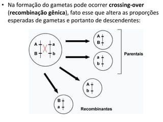 • Na formação do gametas pode ocorrer crossing-over
(recombinação gênica), fato esse que altera as proporções
esperadas de gametas e portanto de descendentes:
 