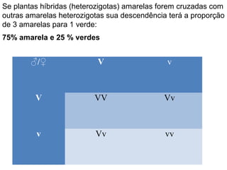 ♂/♀ V v
V VV Vv
v Vv vv
75% amarela e 25 % verdes
Se plantas híbridas (heterozigotas) amarelas forem cruzadas com
outras amarelas heterozigotas sua descendência terá a proporção
de 3 amarelas para 1 verde:
 