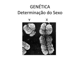 GENÉTICA
Determinação do Sexo
 