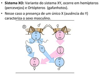 • Sistema XO: Variante do sistema XY, ocorre em hemípteros
(percevejos) e Ortópteros (gafanhotos).
• Nesse caso a presença de um único X (ausência do Y)
caracteriza o sexo masculino.
 