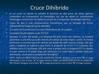 Cruce DihíbridoCruce Dihíbrido
 Es un cruce en donde se estudia la herencia de dos pares de alelos (genes)Es un cruce en donde se estudia la herencia de dos pares de alelos (genes)
contenidos en cromosomas no homólogos (un par de alelos en cromosomascontenidos en cromosomas no homólogos (un par de alelos en cromosomas
homólogos y el otro par de alelos en un par de cromosomas homólogos distinto).homólogos y el otro par de alelos en un par de cromosomas homólogos distinto).
 Cruce de dos o más características hereditarias que se heredan de formaCruce de dos o más características hereditarias que se heredan de forma
independiente (segunda ley de Mendel).independiente (segunda ley de Mendel).
 El cuadro de Punnett para un cruce dihíbrido es de 16 cuadros.El cuadro de Punnett para un cruce dihíbrido es de 16 cuadros.
 La proporción fenotípica es de: 9:3:3:1La proporción fenotípica es de: 9:3:3:1
 Ejemplo: El color del pelaje y la longitud del pelo entre dos ratones. La hembraEjemplo: El color del pelaje y la longitud del pelo entre dos ratones. La hembra
pertenece a una línea pura de ratones con pelaje de color negro y corto. El machopertenece a una línea pura de ratones con pelaje de color negro y corto. El macho
pertenece a una línea pura de ratones con pelaje de color marrón y largo. ¿De quépertenece a una línea pura de ratones con pelaje de color marrón y largo. ¿De qué
color y longitud se esperaría que fuera la progenie de la F1? Y si cruzamos doscolor y longitud se esperaría que fuera la progenie de la F1? Y si cruzamos dos
híbridos de la F1 resultante ¿De que color y pelaje sería la progenie F2? En dondehíbridos de la F1 resultante ¿De que color y pelaje sería la progenie F2? En donde
el color marrón y el pelaje largo son recesivos y el color negro y pelaje corto sonel color marrón y el pelaje largo son recesivos y el color negro y pelaje corto son
dominante. ¿Cuál sería la proporción fenotípica?dominante. ¿Cuál sería la proporción fenotípica?
 NOTA: PARA LA CARACTERÍSTICA DEL COLOR DEL PELAJE: designar con la letraNOTA: PARA LA CARACTERÍSTICA DEL COLOR DEL PELAJE: designar con la letra “A”“A” el rasgoel rasgo
dominante y con la letra “dominante y con la letra “aa”” el rasgo recesivo. PARA LA CARACTERÍSTICA DE LA LONGITUDel rasgo recesivo. PARA LA CARACTERÍSTICA DE LA LONGITUD
DEL PELAJE: designar con la letraDEL PELAJE: designar con la letra ““BB”” el rasgo dominante y con la letrael rasgo dominante y con la letra ““bb”” el rasgo recesivo.el rasgo recesivo.
 