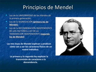 Principios de MendelPrincipios de Mendel
 Ley de la UNIFORMIDAD de los híbridos deLey de la UNIFORMIDAD de los híbridos de
la primera generación.la primera generación.
 Ley de la SEGREGACIÓNLey de la SEGREGACIÓN (primera ley de(primera ley de
Mendel)Mendel)
 Ley de la RECOMBINACIÓN INDEPENDIENTELey de la RECOMBINACIÓN INDEPENDIENTE
DE LOS FACTORES o LEY DE LADE LOS FACTORES o LEY DE LA
TRANSMICIÓN INDEPENDIENTETRANSMICIÓN INDEPENDIENTE (segunda(segunda
ley de Mendel)ley de Mendel)
Las tres leyes de Mendel explican y predicen
cómo van a ser los caracteres físicos de un
nuevo individuo.
La primera y la segunda ley explican la
transmisión de caracteres a la
descendencia.
 