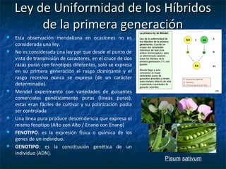 Ley de Uniformidad de los HíbridosLey de Uniformidad de los Híbridos
de la primera generaciónde la primera generación
 Esta observación mendeliana en ocasiones no es
considerada una ley.
 No es considerada una ley por que desde el punto de
vista de transmisión de caracteres, en el cruce de dos
razas puras con fenotipos diferentes, solo se expresa
en su primera generación el rasgo dominante y el
rasgo recesivo nunca se expresa (de un carácter
determinado).
 Mendel experimento con variedades de guisantes
comerciales genéticamente puras (líneas puras),
estas eran fáciles de cultivar y su polinización podía
ser controlada
 Una línea pura produce descendencia que expresa el
mismo fenotipo (Alto con Alto / Enano con Enano)
 FENOTIPO: es la expresión física o química de los
genes de un individuo.
 GENOTIPO: es la constitución genética de un
individuo (ADN).
Pisum sativum
 