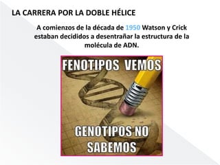 LA CARRERA POR LA DOBLE HÉLICE 
A comienzos de la década de 1950Watson y Crick 
estaban decididos a desentrañar la estructura de la 
molécula de ADN. 
 