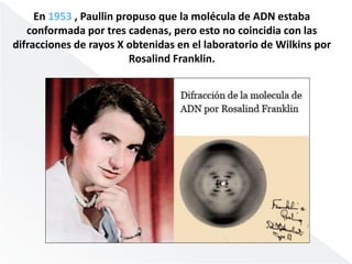 En 1953 , Paullin propuso que la molécula de ADN estaba 
conformada por tres cadenas, pero esto no coincidia con las 
difracciones de rayos X obtenidas en el laboratorio de Wilkins por 
Rosalind Franklin. 
 