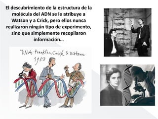 El descubrimiento de la estructura de la 
molécula del ADN se le atribuye a 
Watson y a Crick, pero ellos nunca 
realizaron ningún tipo de experimento, 
sino que simplemente recopilaron 
información… 
 