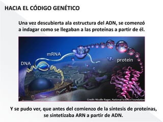 HACIA EL CÓDIGO GENÉTICO 
Una vez descubierta ala estructura del ADN, se comenzó 
a indagar como se llegaban a las proteínas a partir de él. 
Y se pudo ver, que antes del comienzo de la síntesis de proteínas, 
se sintetizaba ARN a partir de ADN. 
 