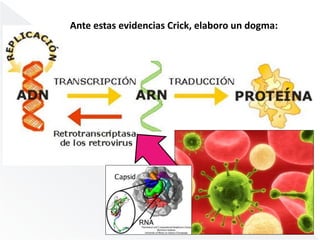 Ante estas evidencias Crick, elaboro un dogma: 
 