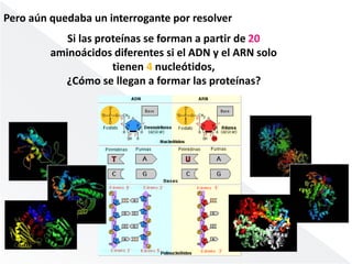 Pero aún quedaba un interrogante por resolver 
Si las proteínas se forman a partir de 20 
aminoácidos diferentes si el ADN y el ARN solo 
tienen 4 nucleótidos, 
¿Cómo se llegan a formar las proteínas? 
 