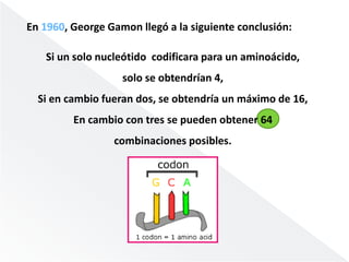 En 1960, George Gamon llegó a la siguiente conclusión: 
Si un solo nucleótido codificara para un aminoácido, 
solo se obtendrían 4, 
Si en cambio fueran dos, se obtendría un máximo de 16, 
En cambio con tres se pueden obtener 64 
combinaciones posibles. 
 