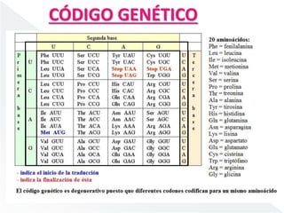 CÓDIGO GENÉTICO 
 