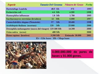 3.000.000.000 de pares de 
bases y 31.000 genes. 
 