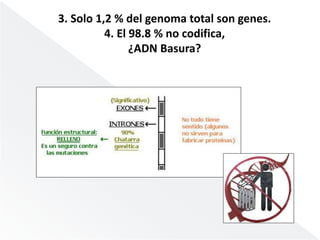 3. Solo 1,2 % del genoma total son genes. 
4. El 98.8 % no codifica, 
¿ADN Basura? 
 